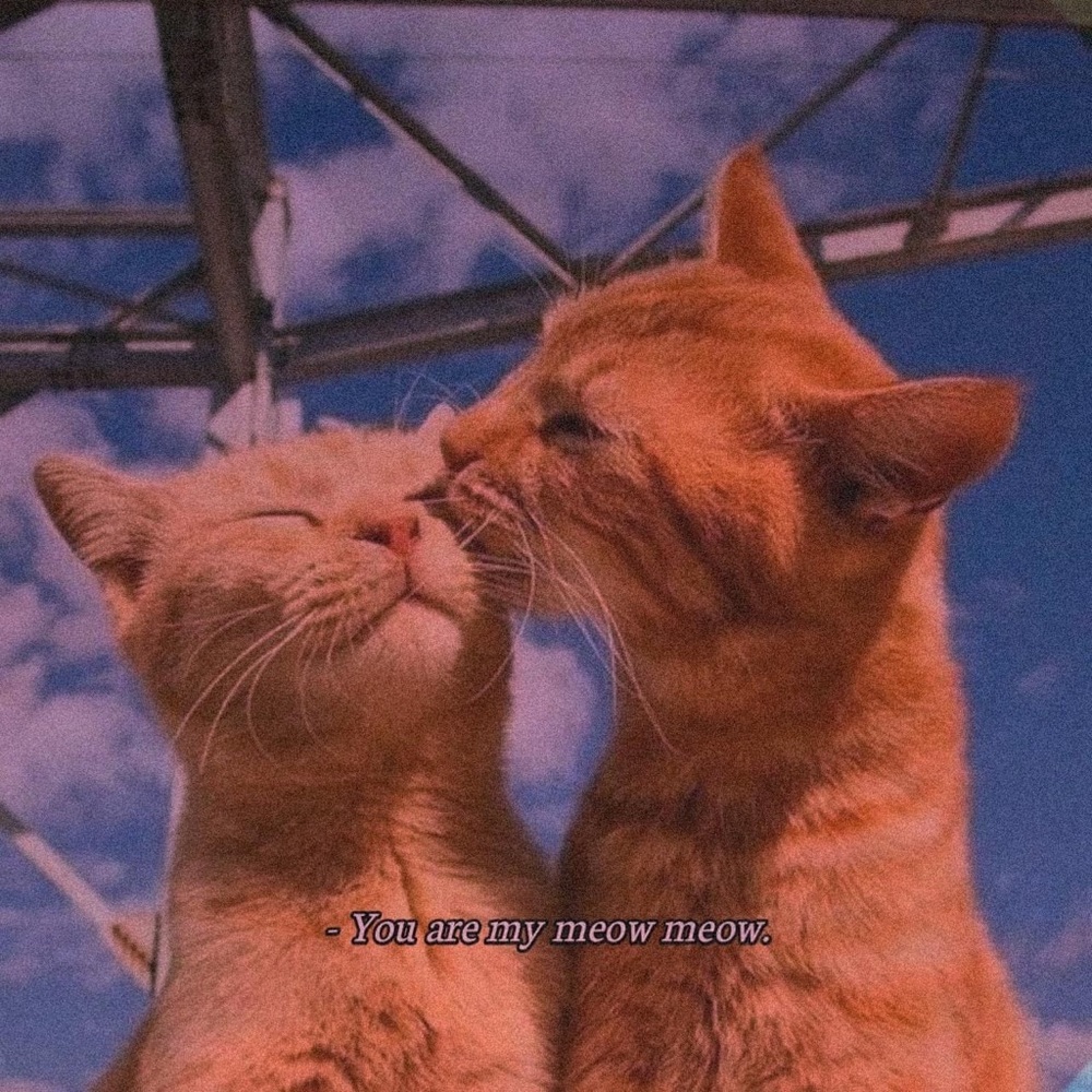 Welcome to my Posh 💗🌈